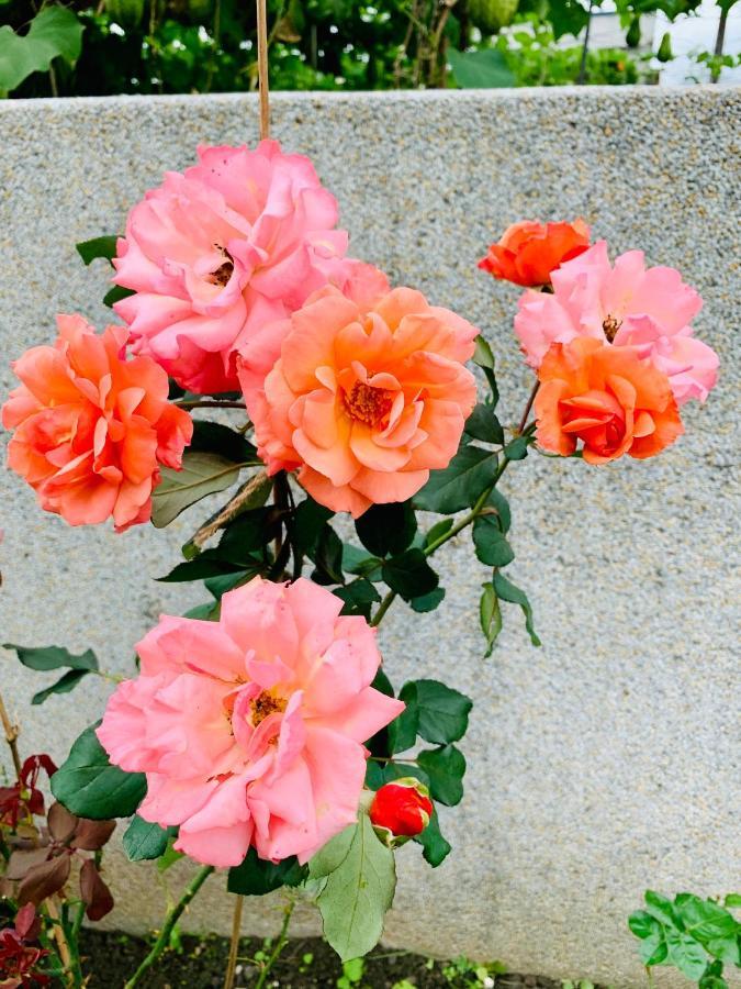 Jifun Flower Meanings Cát An Ngoại thất bức ảnh